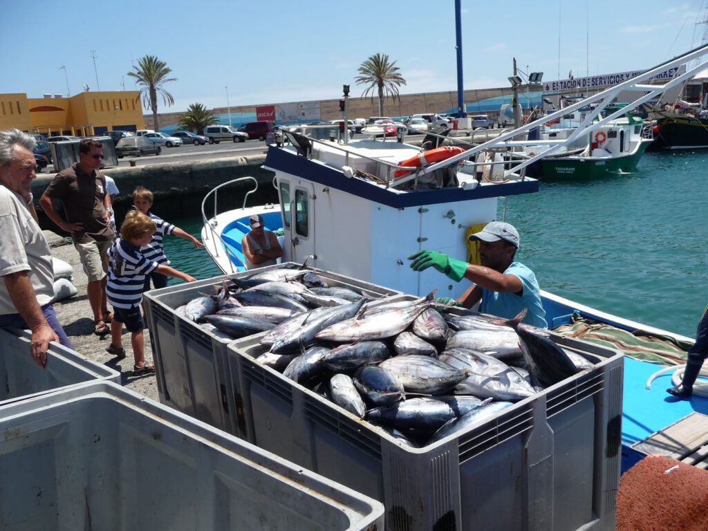 Pescadores, marineros y pescado de la isla de fuerteventura en el puerto