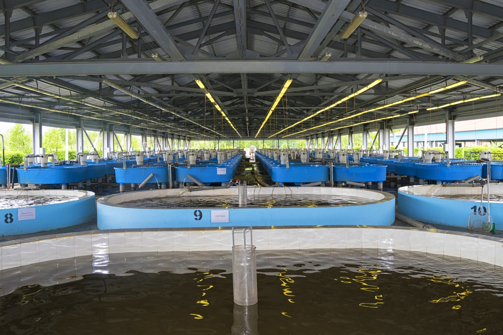 Estanques de acuicultura sostenible con agua marina