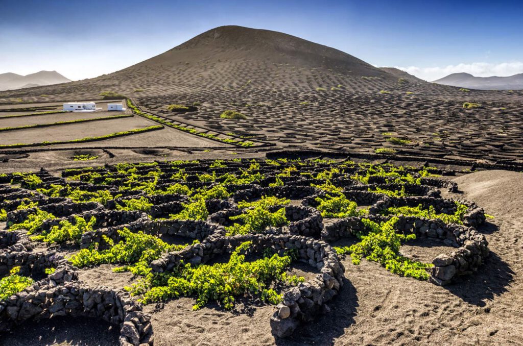 Cultivo de vino en fuerteventura